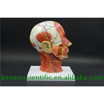 Factory direct sale color brain model for medical use